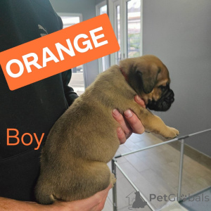 Photo №3. Dogue de Bordeaux / Presa Canario. Australie