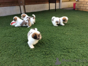 Photo №1. shih tzu - à vendre en ville de Genève | négocié | Annonce №158347