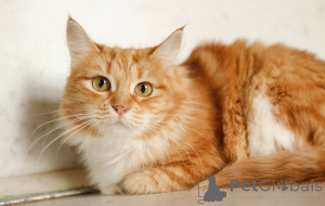 Photo №1.  - à vendre en ville de Khimki | Gratuit | Annonce № 165152