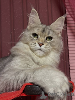 Photo №3. Maine coon. La Grande-Bretagne