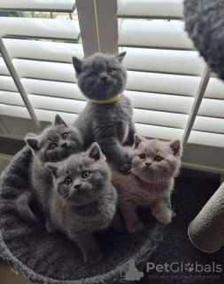 Photo №1. british shorthair - à vendre en ville de Neuss | négocié | Annonce № 104065