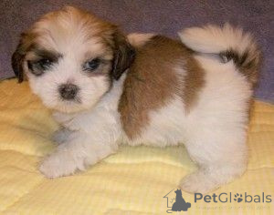 Photo №1. lhassa apso - à vendre en ville de Haiterbach | 350€ | Annonce №147607
