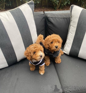 Photo №2 de l'annonce № 138816 de la vente chien bâtard - acheter à Allemagne de la fourrière, éleveur