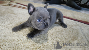 Photo №1. bouledogue - à vendre en ville de Смолевичи | 357€ | Annonce №124830