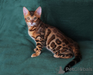 Photo №3. chaton bengal. Ukraine