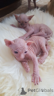 Photo №2 de l'annonce № 168490 de la vente sphynx - acheter à Suède annonce privée, éleveur