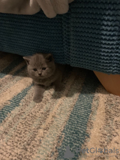 Photo №4. Je vais vendre british shorthair en ville de Ypecolsga. annonce privée, éleveur - prix - 300€