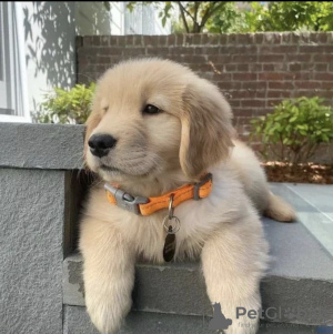 Photo №1. golden retriever - à vendre en ville de Wrocław | négocié | Annonce №47080