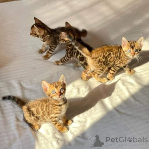 Photo №2 de l'annonce № 168915 de la vente bengal - acheter à La finlande annonce privée