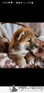 Photos supplémentaires: Shiba Inu, enregistrements ZKwP