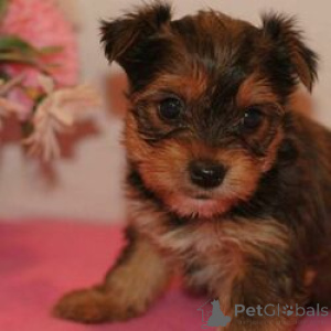 Photo №1. yorkshire terrier - à vendre en ville de Berlin | 400€ | Annonce №164732