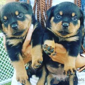 Photo №1. rottweiler - à vendre en ville de Bruxelles | Gratuit | Annonce №165263