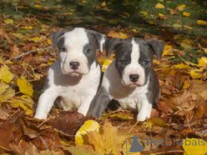 Photo №3. Chiots américains du Staffordshire Terrier. Allemagne