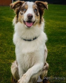 Photo №1. border collie - à vendre en ville de Kiev | 350€ | Annonce №81306