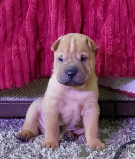 Photo №4. Je vais vendre shar pei en ville de Krasnodar. annonce privée, éleveur - prix - négocié