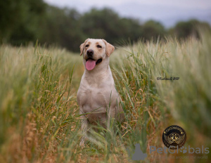 Photo №2 de l'annonce № 11329 de la vente labrador retriever - acheter à Kirghizistan annonce privée, de la fourrière, éleveur