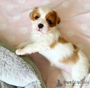 Photo №1. cavalier king charles spaniel - à vendre en ville de Helsinki | 450€ | Annonce №123311