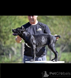 Photo №1. cane corso - à vendre en ville de Belgrade | négocié | Annonce №118942