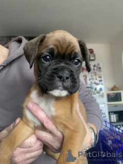Photo №2 de l'annonce № 131470 de la vente boxer - acheter à Belgique annonce privée, éleveur