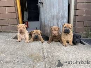 Photo №1. shar pei - à vendre en ville de Edingen-Neckarhausen | 450€ | Annonce №169474