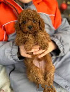 Photo №4. Je vais vendre caniche (jouet) en ville de Amsterdam. annonce privée, éleveur - prix - 700€