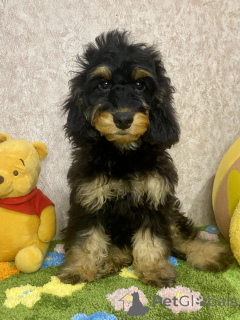 Photo №4. Je vais vendre cocker spaniel anglais, caniche (nain) en ville de Voronezh. annonce privée - prix - négocié