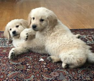 Photo №1. golden retriever - à vendre en ville de Vienna | 650€ | Annonce №140137
