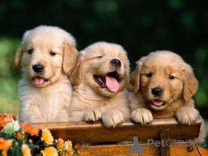 Photo №1. golden retriever - à vendre en ville de Teaneck | 638€ | Annonce №135480