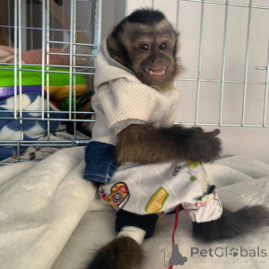 Photo №2 de l'annonce № 161362 de la vente  - acheter à La Grande-Bretagne 