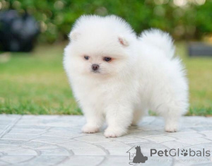 Photo №1. spitz nain - à vendre en ville de Hambourg | 356€ | Annonce №170170