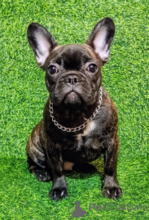 Photo №4. Je vais vendre bouledogue en ville de Sremska mitrovica. éleveur - prix - négocié