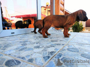 Photo №1. chien de recherche au sang de la montagne bavaroise - à vendre en ville de Лида | négocié | Annonce №10171