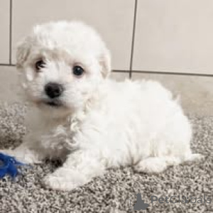 Photo №1. bichon à poil frisé - à vendre en ville de Paris | 700€ | Annonce №163323