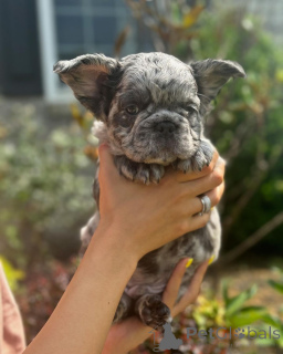 Photo №2 de l'annonce № 150645 de la vente bouledogue - acheter à Allemagne de l'abri, éleveur