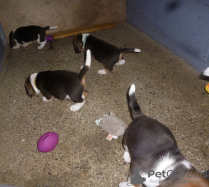 Photo №2 de l'annonce № 100514 de la vente beagle - acheter à Allemagne annonce privée