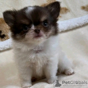 Photo №2 de l'annonce № 126840 de la vente yorkshire terrier - acheter à France éleveur