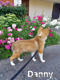 Photo №4. Je vais vendre shetland (chien) en ville de Kohtla-Järve. de la fourrière - prix - négocié