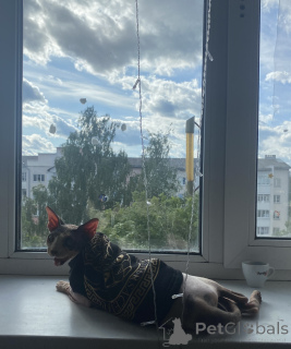 Photo №2 de l'annonce № 147111 de la vente  - acheter à Biélorussie annonce privée