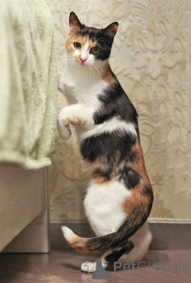 Photo №4. Je vais vendre  en ville de Moskova. annonce privée - prix - Gratuit