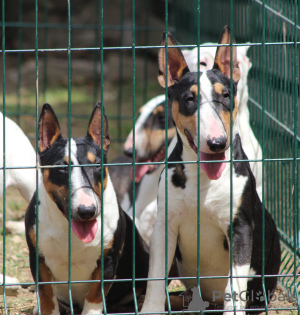 Photo №2 de l'annonce № 118204 de la vente bull terrier - acheter à Serbie 