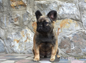 Photo №1. bouledogue - à vendre en ville de Belgrade | négocié | Annonce №140535