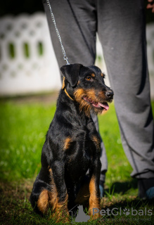 Photo №1. terrier de chasse allemand - à vendre en ville de Belgrade | négocié | Annonce №121601