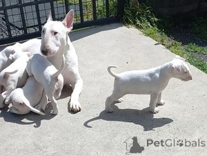 Photo №1. bull terrier - à vendre en ville de Finlandais | négocié | Annonce №169533