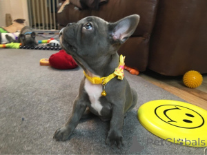 Photo №3. Femelle bouledogue français j'ai 2 magnifiques chiots, ils sont très bien. Fédération de Russie