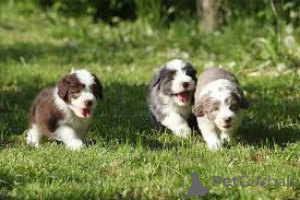 Photo №1. bearded collie - à vendre en ville de Berlin | négocié | Annonce №136796