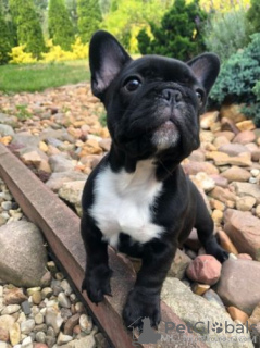 Photo №4. Je vais vendre bouledogue en ville de Bonn. annonce privée - prix - 360€