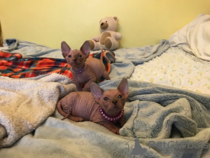 Photo №3. Chatons Sphynx. Allemagne