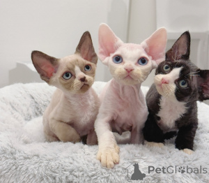 Photo №1. devon rex - à vendre en ville de Varsovie | 250€ | Annonce № 155926