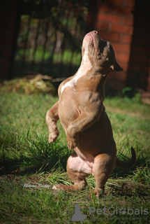 Photos supplémentaires: Chiots tyrans américains