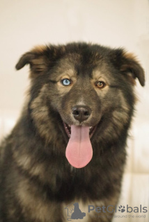 Photo №2 de l'annonce № 81243 de la vente chien bâtard - acheter à Fédération de Russie annonce privée